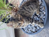 Aslan Tekir Kızımız Yuva Arıyor