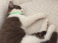 2.5 Aylık Maskeli British Kedimiz