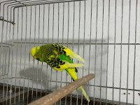 Jumbo muhabbet kuşu