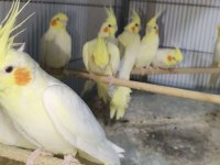 Sultan papağanımız