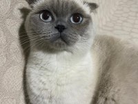 Dişi Kedimiz Yeni Yuvasını Arıyor