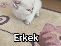 A+ British Shorthair Yavruları