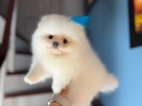 Pomeranian bebekler büyümez garantili