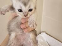 Scottish Fold Ve Straight Kediler