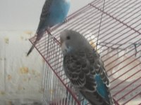 Yetişkin 3 Aylık Yavru Muhabbet Kuşlarım