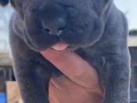 Yavru Cane Corso Almak İsteyenler İletişime Geçsin