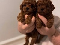 Irk ve sağlık garantili poodle bebekler