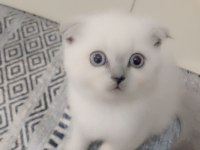 Scottish Fold Blue Point