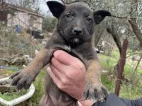 Üst Düzey Belçika Kurdu Yavruları