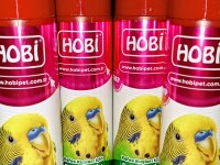 Yeni Yeme Düşen Papağan Yavruları