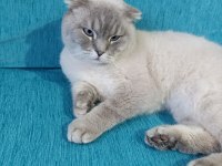 Scottish ırk evcil kedimiz