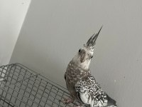 Ele Alışık Sultan Papağanımız Rıfkı