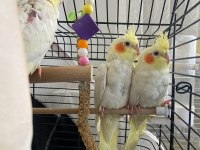Yavru sultan papağanı 2 aylık