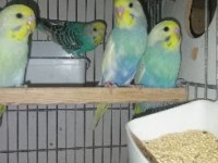 Rainbow, japones, albino muhabbet kuşu yavrular