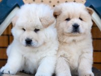 Ayı Surat Chow Chow Yavruları