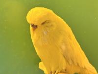 Jumbo muhabbet kuşu çifti