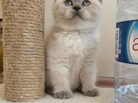 Safkan Show Kalite British Shorthair Dişi