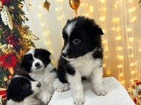 Show Class Border Collie Yavrular