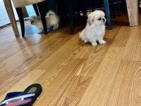 Zıpır Pekinez Kardeşler