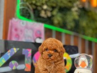 Orjinal toy poodle yavrular