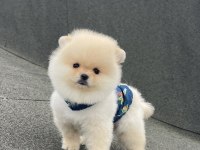 Ayı surat pomeranian boo yavrular