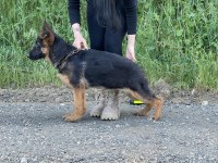 Şecereli Üst Düzey Kalitede Erkek Ve Dişi Alman Kurdu Yavruları