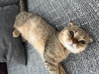 Yavru Scottish Fold Uysal