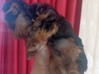 2 Aylık Erkek Yorkshire Bebeğimiz Yeni Sahibini Arıyor