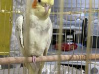 Sultan Papağanı 6 Aylık