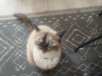 Sahiplendirilecek Kedimiz