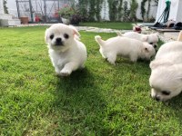 Sevimli Ve Eğitimli Chihuahua Yavrular