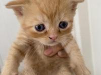 Yavru Lokum Gibi Kediler