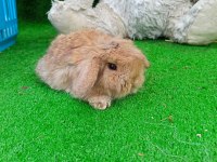 Hollanda Teddy Lop Tavşan Yavrularımız