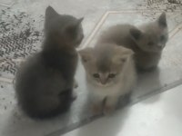 Sahiplendirilecek british shorthair kedimiz