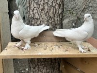 Tek, Toplu Veya Takım Güvercinler