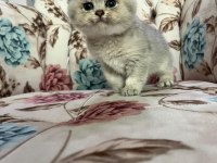 Silver Cream British Shorthair