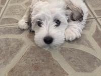 3 Aylık Dişi Maltipoo Yavrumuz Yeni Yuvasını Arıyor