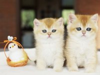 British Shorthair Golden Yavrular