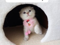 Scottish Fold Prenses Hazır