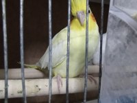 Satılık Sultan Papağanı İster Tek İster Çift