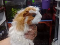 Prehistoricpets garantisi ile guinea pig