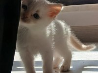 İki Aylik Gold Beyaz Erkek Kedimiz