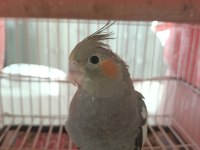 Sevimli sultan papağanı yavrular