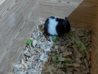 Hamster Yavrular Mevcut