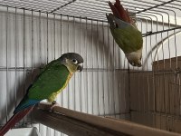 Yeni Eşleme Konur Papağanı Takım