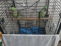 Erkek dişi alexander papağanı