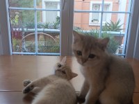 British Shorthair Yavrular 3 Aylık