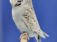 Yeni yeme düşen jumbo muhabbet kuşu bebekler