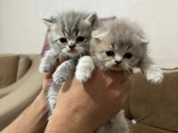 2 Aylık Bebek Kedilerimiz