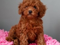 Mükemmel toy poodle yavruları